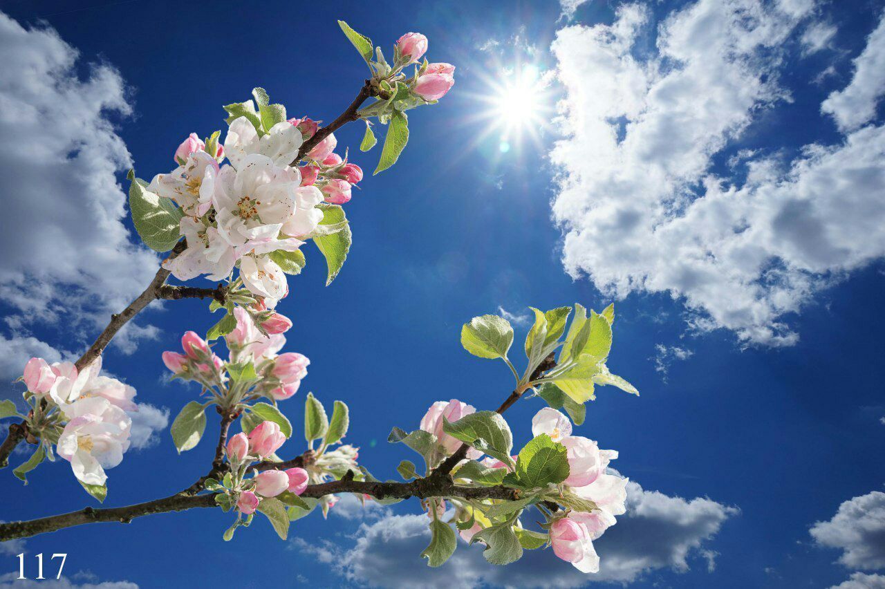 طرح شکوفه و گل برای آسمان مجازی 